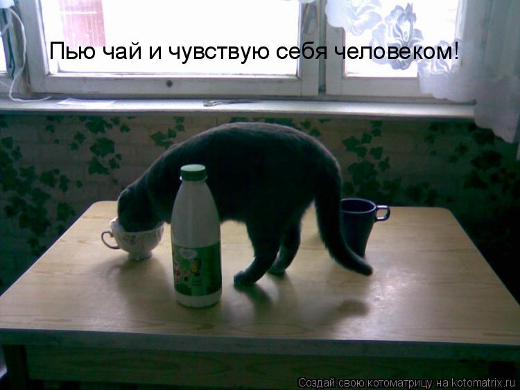 Пью чай и чувствую себя человеком!... Котоматрица: Пью чай и чувствую себя человеком!