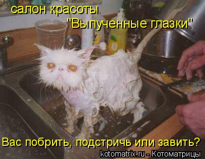 салон красоты Вас побрить, подстричь или завить? "Выпученные глазки"... Котоматрица: салон красоты Вас побрить, подстричь или завить? "Выпученные глазки"
