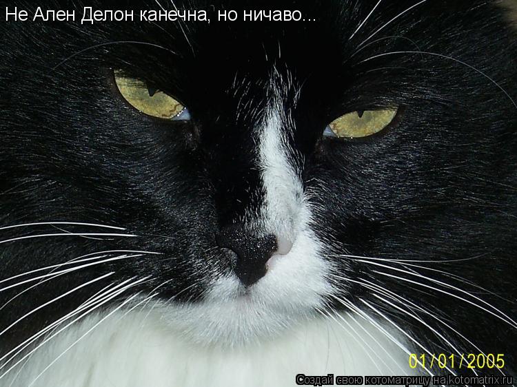 Не Ален Делон канечна, но ничаво...... Котоматрица: Не Ален Делон канечна, но ничаво...