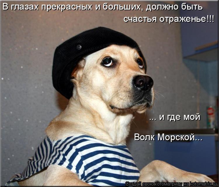 В глазах прекрасных и больших, должно быть счастья отраженье!!! ... и где мой Волк Морской...... Котоматрица: В глазах прекрасных и больших, должно быть счастья отраженье!!! ... и где мой Волк Морской...