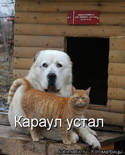 Караул устал... Котоматрица: Караул устал