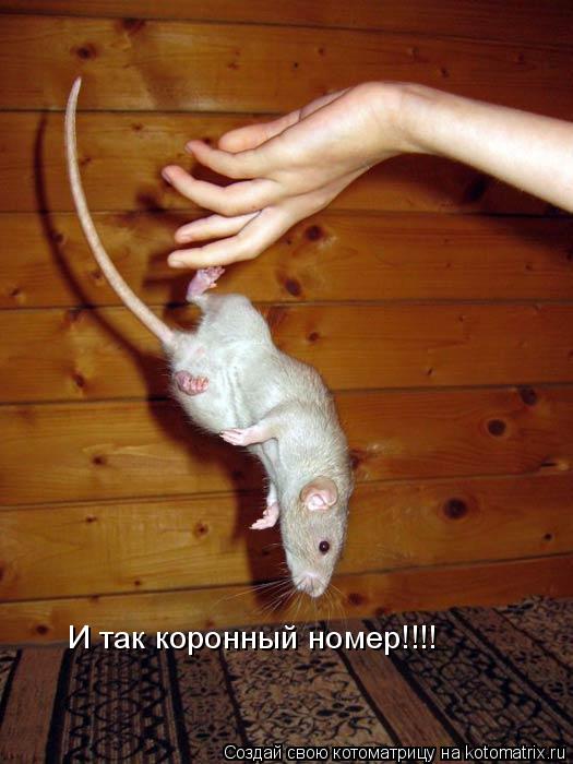 И так коронный номер!!!!... Котоматрица: И так коронный номер!!!!