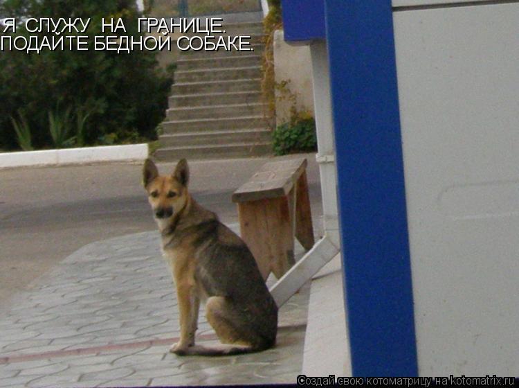 Я СЛУЖУ НА ГРАНИЦЕ. ПОДАЙТЕ БЕДНОЙ СОБАКЕ.... Котоматрица: Я СЛУЖУ НА ГРАНИЦЕ. ПОДАЙТЕ БЕДНОЙ СОБАКЕ.