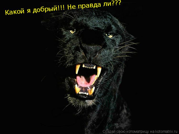 Какой я добрый!!! Какой я добрый!!! Не правда ли???... Котоматрица: Какой я добрый!!! Какой я добрый!!! Не правда ли???