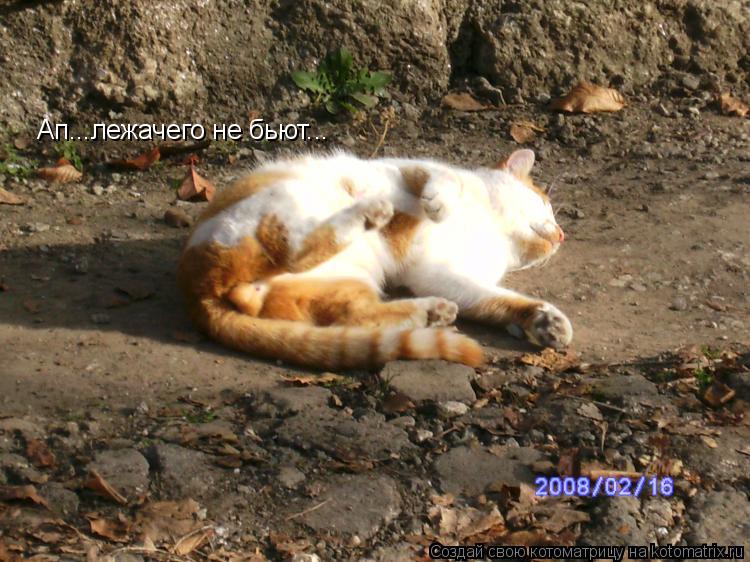Ап...лежачего не бьют...... Котоматрица: Ап...лежачего не бьют...