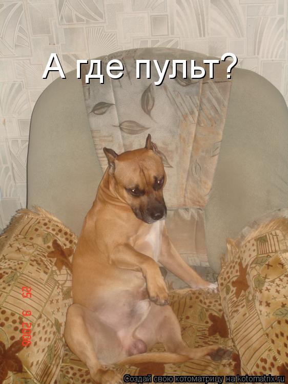 А где пульт?... Котоматрица: А где пульт?