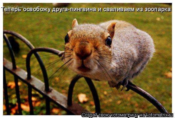 Теперь освобожу друга-пингвина и сваливаем из зоопарка... Котоматрица: Теперь освобожу друга-пингвина и сваливаем из зоопарка