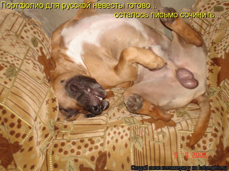 Портфолио для русской невесты готово... осталось письмо сочинить... осталось письмо сочинить...... Котоматрица: Портфолио для русской невесты готово... осталось письмо сочинить... осталось письмо сочинить...