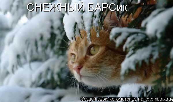 СНЕЖНЫЙ БАРСик... Котоматрица: СНЕЖНЫЙ БАРСик