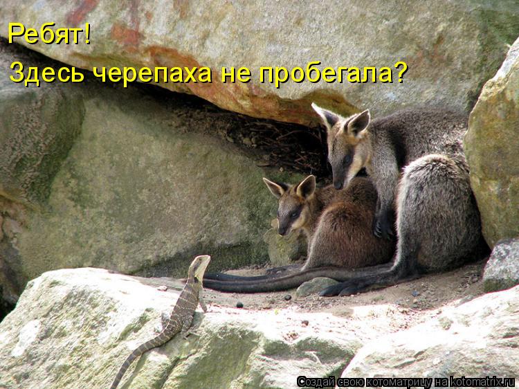 Здесь черепаха не пробегала? Ребят!... Котоматрица: Здесь черепаха не пробегала? Ребят!