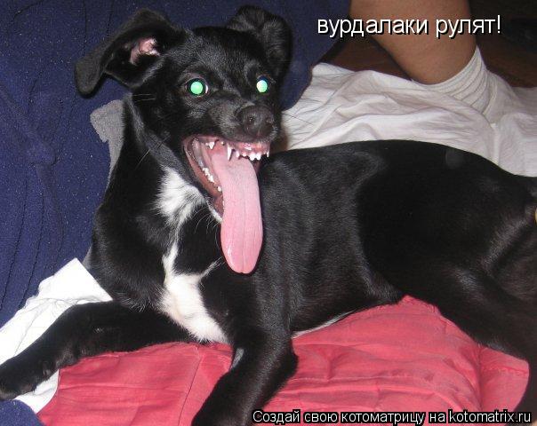 вурдалаки рулят!... Котоматрица: вурдалаки рулят!