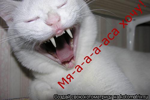 Мя-а-а-а-аса хочу!... Котоматрица: Мя-а-а-а-аса хочу!