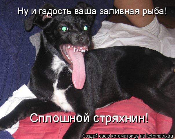 Ну и гадость ваша заливная рыба! Сплошной стряхнин!... Котоматрица: Ну и гадость ваша заливная рыба! Сплошной стряхнин!