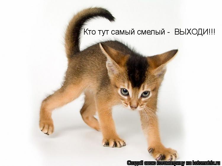 Кто тут самый смелый - ВЫХОДИ!!!... Котоматрица: Кто тут самый смелый - ВЫХОДИ!!!
