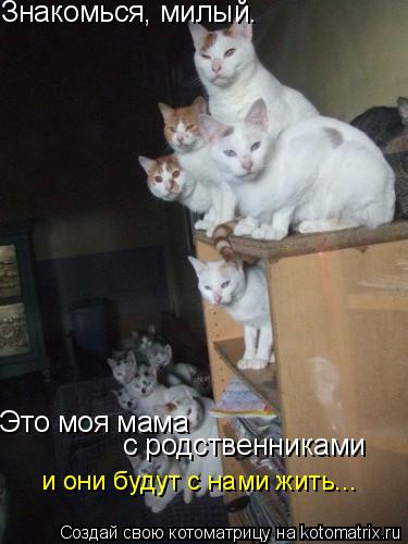 Знакомься, милый. Это моя мама с родственниками и они будут с нами жить...... Котоматрица: Знакомься, милый. Это моя мама с родственниками и они будут с нами жить...