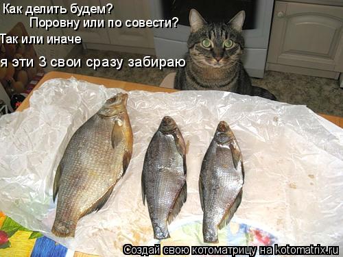 Котоматрица: Как делить будем?  Поровну или по совести? Так или иначе  я эти 3 свои сразу забираю