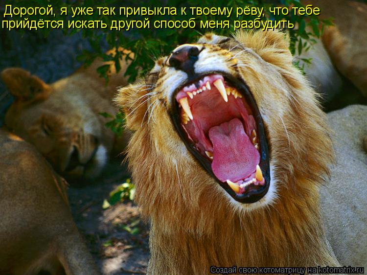 Котоматрица: Дорогой, я уже так привыкла к твоему рёву, что тебе прийдётся искать другой способ меня разбудить