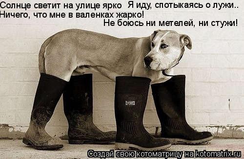 Котоматрица: Солнце светит на улице ярко Я иду, спотыкаясь о лужи.. Ничего, что мне в валенках жарко! Не боюсь ни метелей, ни стужи!