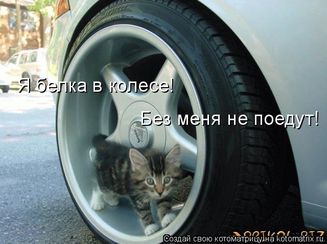 Я белка в колесе! Без меня не поедут!... Котоматрица: Я белка в колесе! Без меня не поедут!