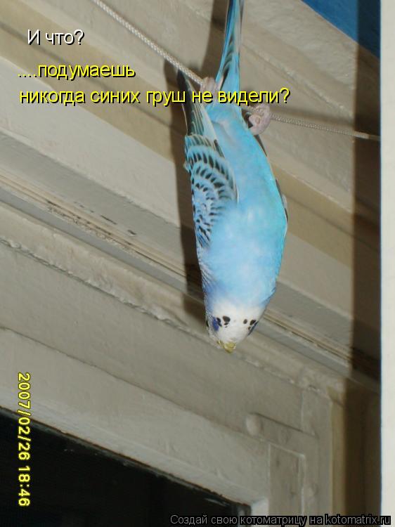 Котоматрица: И что? И что? ....подумаешь ....подумаешь никогда синих груш не видели?