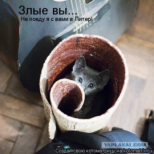 Злые вы... Не поеду я с вами в Питер!... Котоматрица: Злые вы... Не поеду я с вами в Питер!