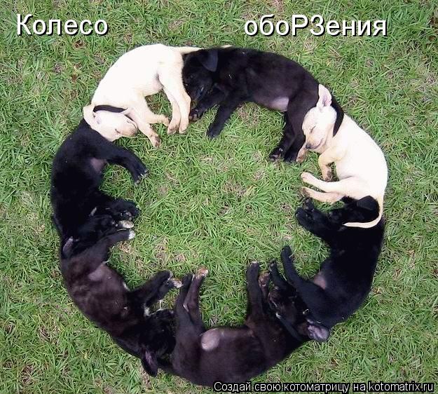 Котоматрица: Колесо                     обоРЗения