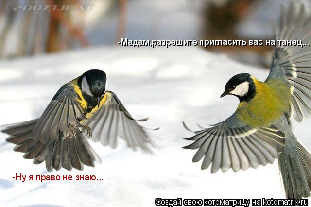 -Мадам,разрешите пригласить вас на танец... -Ну я право не знаю...... Котоматрица: -Мадам,разрешите пригласить вас на танец... -Ну я право не знаю...