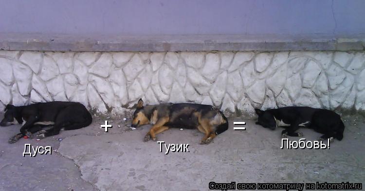 Дуся + Тузик = Любовь!... Котоматрица: Дуся + Тузик = Любовь!