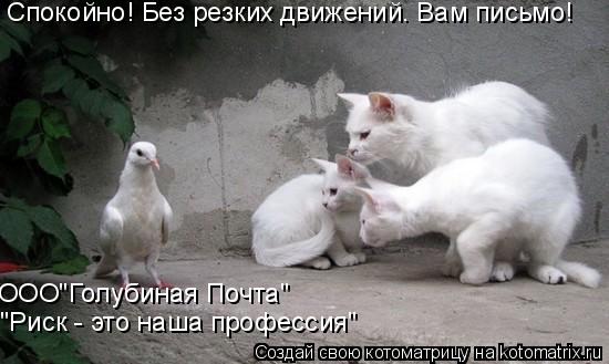 Котоматрица: Спокойно! Без резких движений. Вам письмо! ООО"Голубиная Почта" "Риск - это наша профессия"