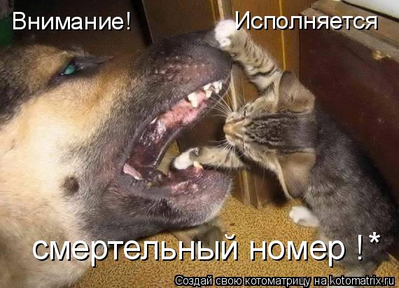 Котоматрица: Внимание! Исполняется  смертельный номер ! *