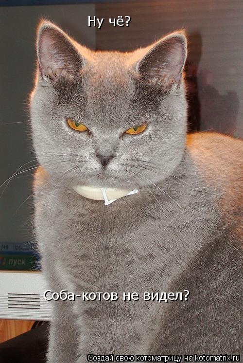 Котоматрица: Ну чё? Соба-котов не видел?