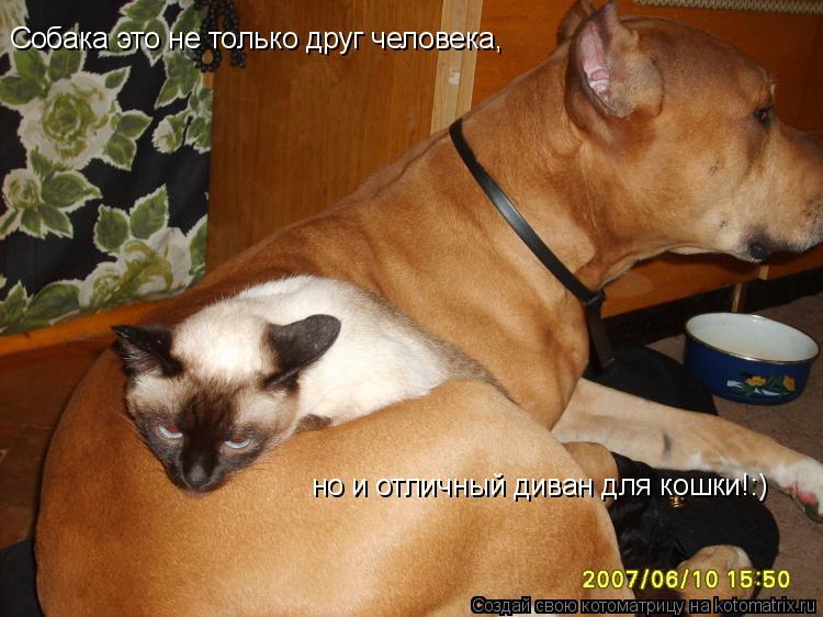 Котоматрица: Собака это не только друг человека,  но и отличный диван для кошки!:)