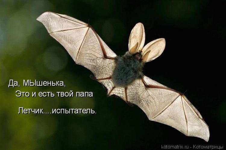 Котоматрица: Да, МЫшенька,  Это и есть твой папа Летчик....испытатель.