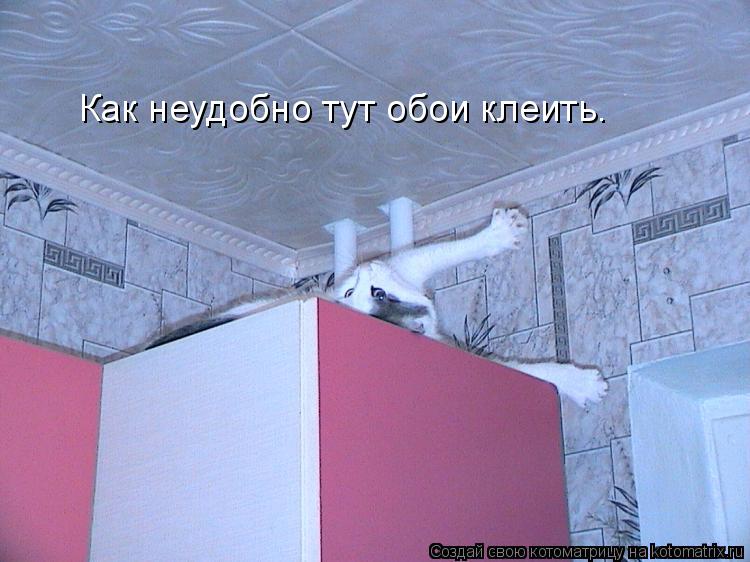 Котоматрица: Как неудобно тут обои клеить.
