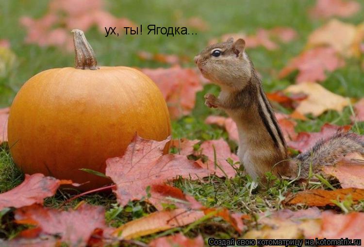 ух, ты! Ягодка...... Котоматрица: ух, ты! Ягодка...