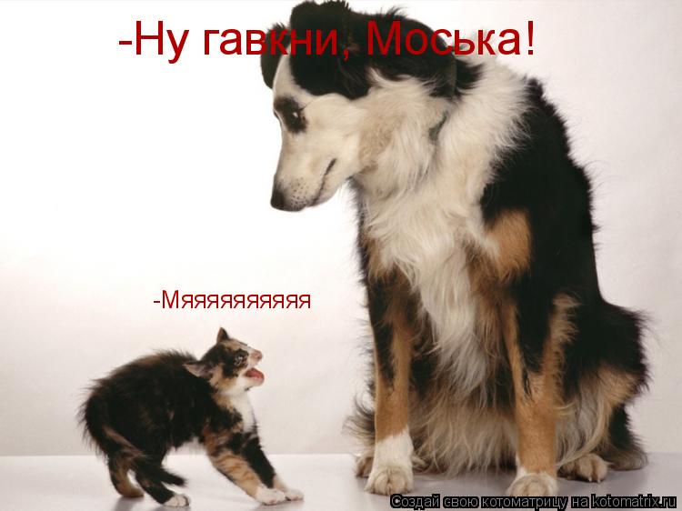 -Ну гавкни, Моська! -Мяяяяяяяяяя... Котоматрица: -Ну гавкни, Моська! -Мяяяяяяяяяя