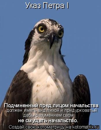 Котоматрица: Подчиненный пред лицом начальства должен иметь вид лихой и придурковатый дабы разумением свом не смущать начальство. Указ Петра I