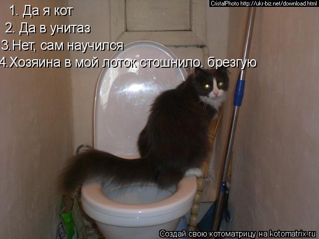1. Да я кот 2. Да в унитаз 3.Нет, сам научился 4.Хозяина в мой лоток стошнило. брезгую... Котоматрица: 1. Да я кот 2. Да в унитаз 3.Нет, сам научился 4.Хозяина в мой лоток стошнило. брезгую