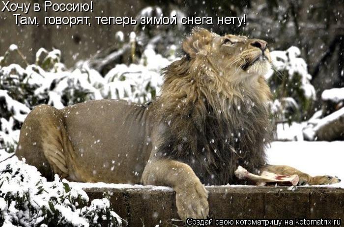 Хочу в Россию! Там, говорят, теперь зимой снега нету!... Котоматрица: Хочу в Россию! Там, говорят, теперь зимой снега нету!