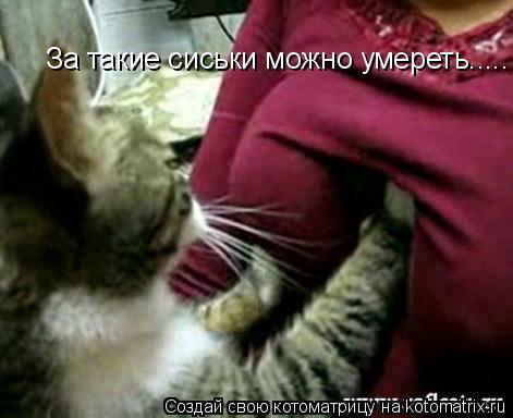 За такие сиськи можно умереть........ Котоматрица: За такие сиськи можно умереть.....