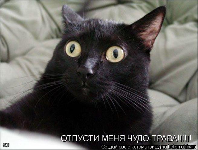 ОТПУСТИ МЕНЯ ЧУДО-ТРАВА!!!!!!... Котоматрица: ОТПУСТИ МЕНЯ ЧУДО-ТРАВА!!!!!!