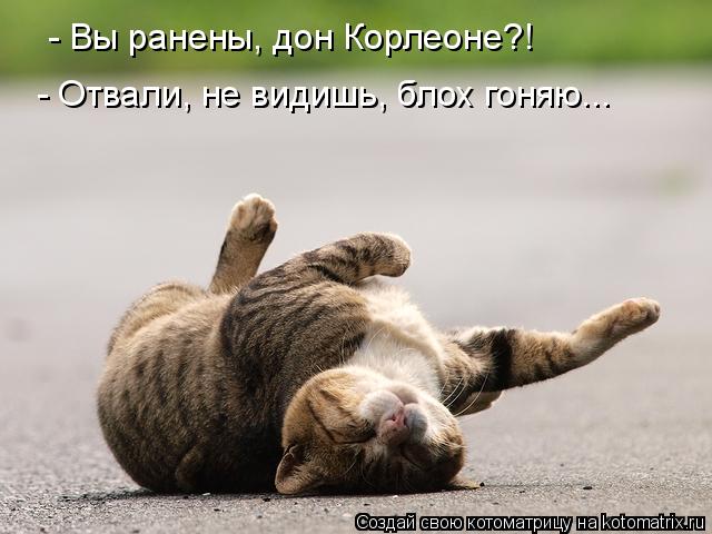 - Вы ранены, дон Корлеоне?! - Отвали, не видишь, блох гоняю...... Котоматрица: - Вы ранены, дон Корлеоне?! - Отвали, не видишь, блох гоняю...