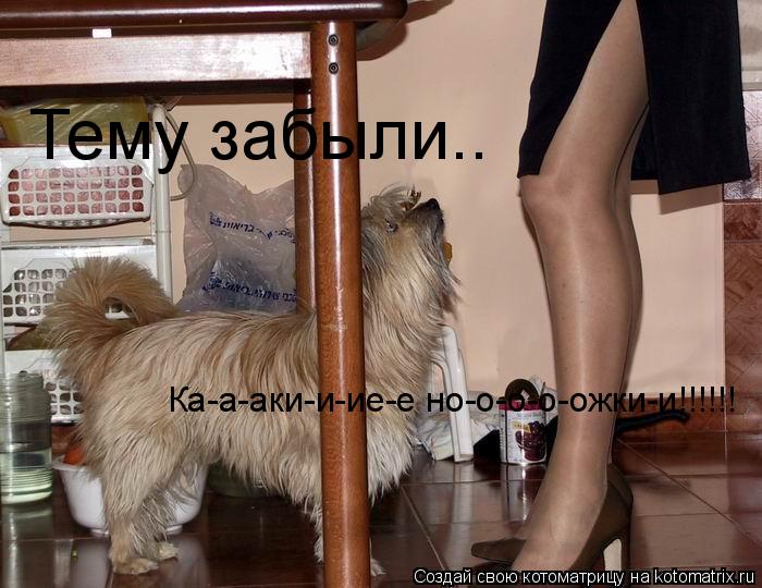 Тему забыли.. Ка-а-аки-и-ие-е но-о-о-о-ожки-и!!!!!!... Котоматрица: Тему забыли.. Ка-а-аки-и-ие-е но-о-о-о-ожки-и!!!!!!