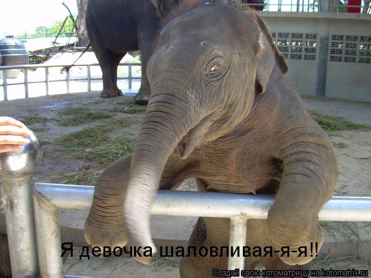 Я девочка шаловливая-я-я!!... Котоматрица: Я девочка шаловливая-я-я!!