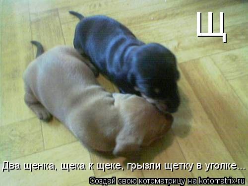 Котоматрица: Два щенка, щека к щеке, грызли щетку в уголке...  Щ