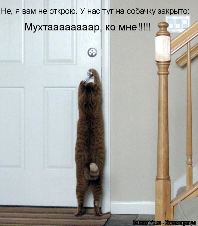 Мухтаааааааар, ко мне!!!!! Не, я вам не открою. У нас тут на собачку закрыто:... Котоматрица: Мухтаааааааар, ко мне!!!!! Не, я вам не открою. У нас тут на собачку закрыто: