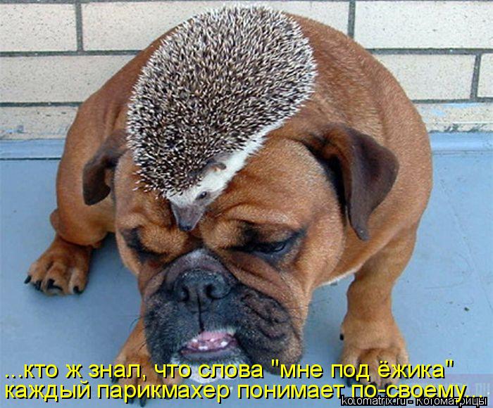 ...кто ж знал, что слова "мне под ёжика" каждый парикмахер понимает по-своему...... Котоматрица: ...кто ж знал, что слова "мне под ёжика" каждый парикмахер понимает по-своему...