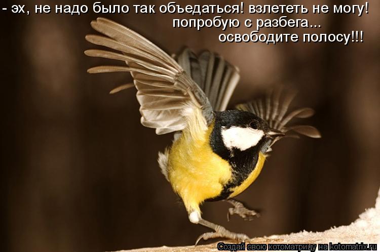 - эх, не надо было так объедаться! взлететь не могу! попробую с разбега... освободите полосу!!!... Котоматрица: - эх, не надо было так объедаться! взлететь не могу! попробую с разбега... освободите полосу!!!