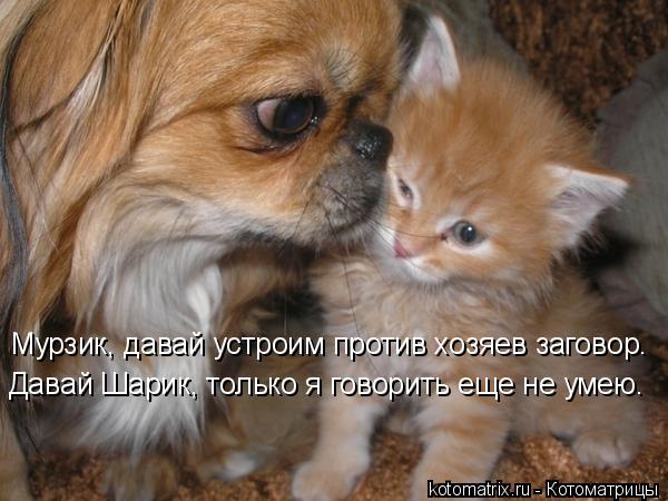 Котоматрица: Мурзик, давай устроим против хозяев заговор. Давай Шарик, только я говорить еще не умею.