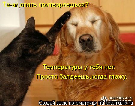 Та-ак,опять притворяешься? Температуры у тебя нет. Просто балдеешь,когда глажу.... Котоматрица: Та-ак,опять притворяешься? Температуры у тебя нет. Просто балдеешь,когда глажу.